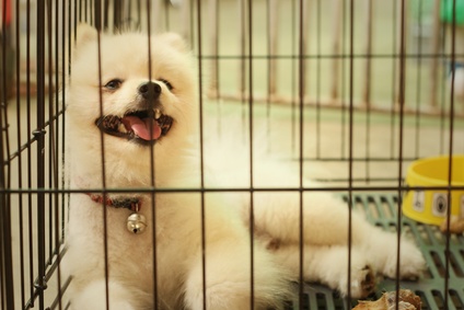 how to stop dog howling in crate