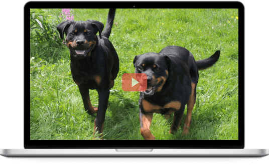 Free dog training videos